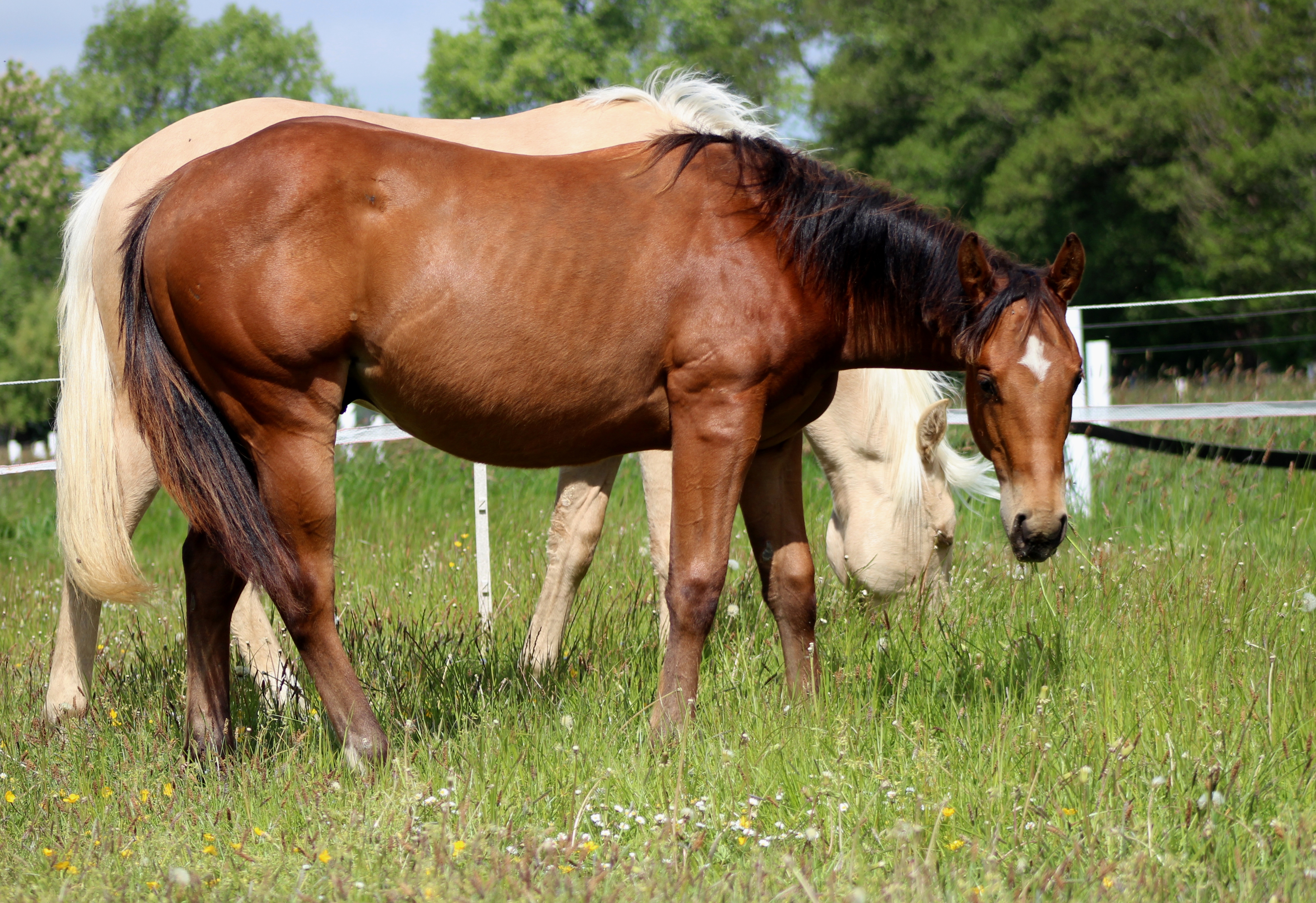 White Diamond Horses Image 6