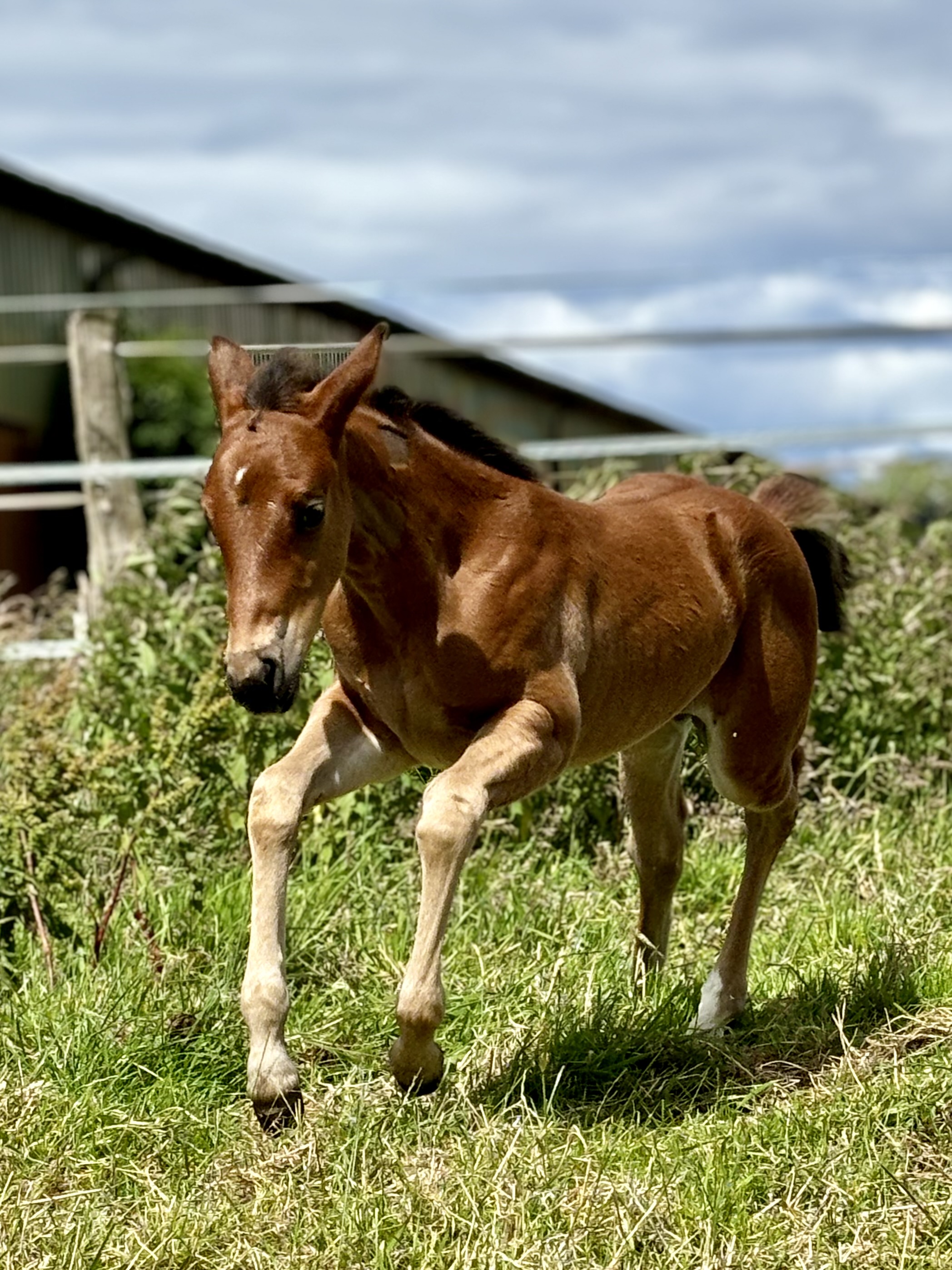Golden Sunshine Ranch Image 1