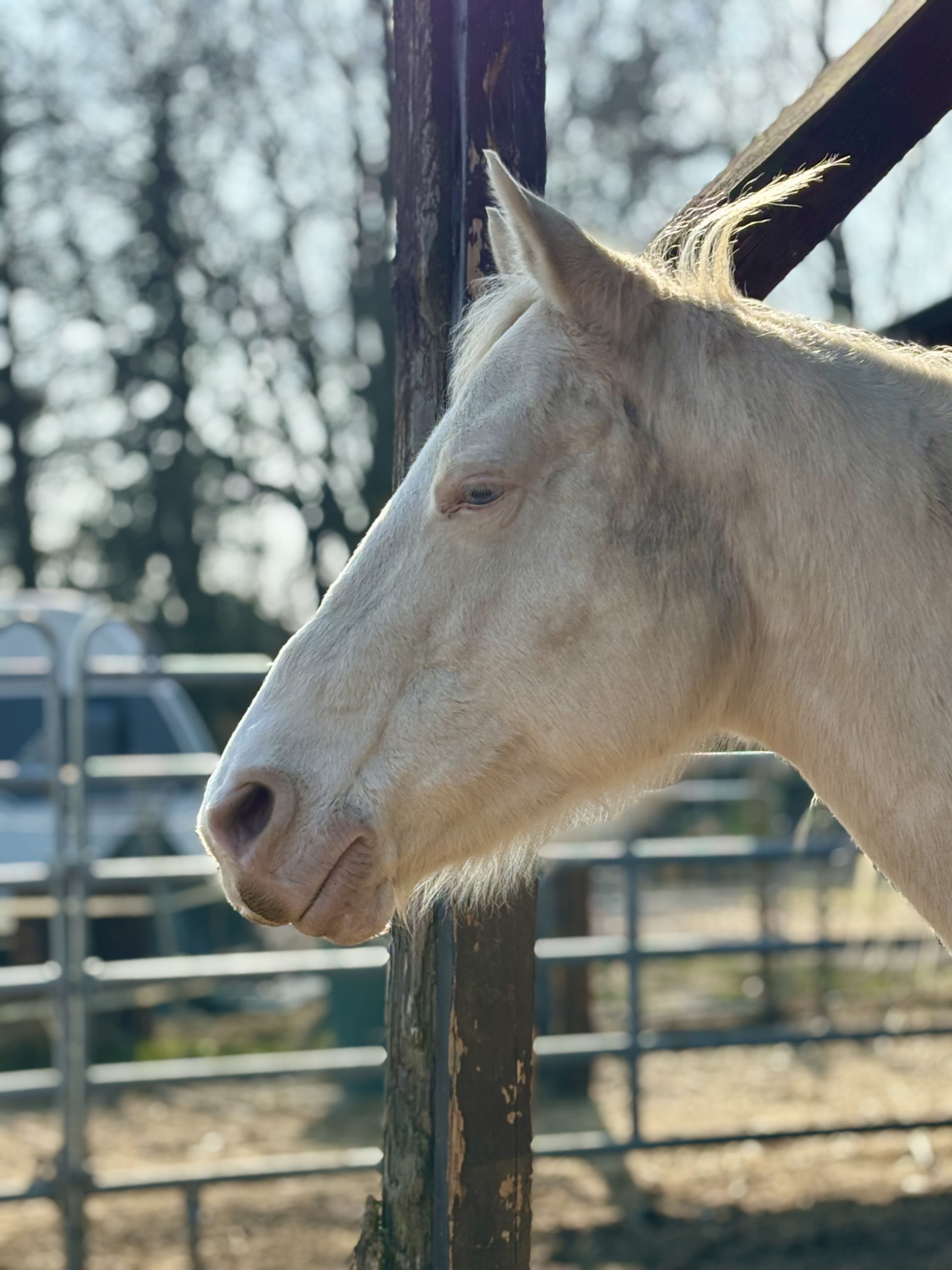 Golden Sunshine Ranch Image 7