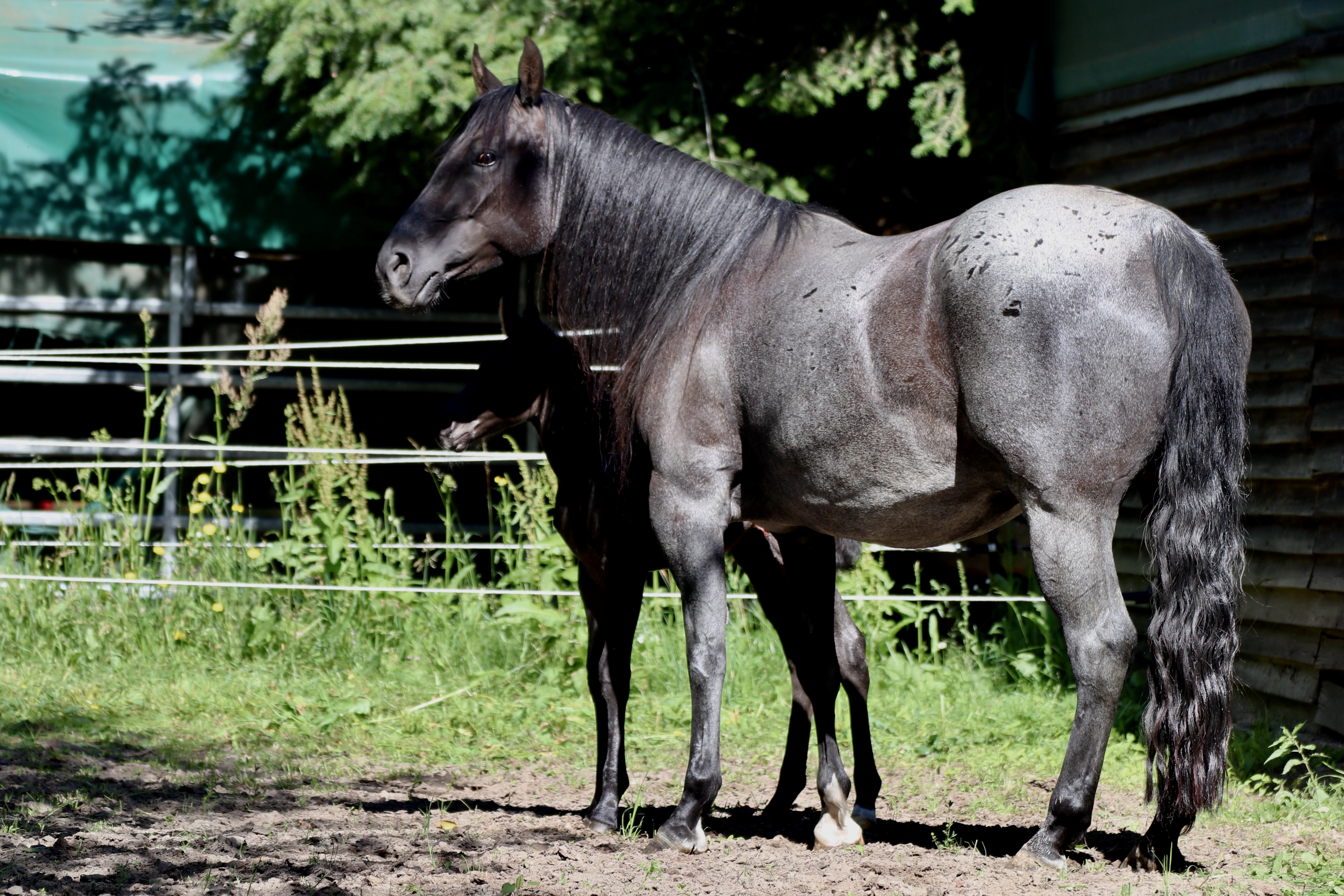 Offspring of Flamboyant Quixote