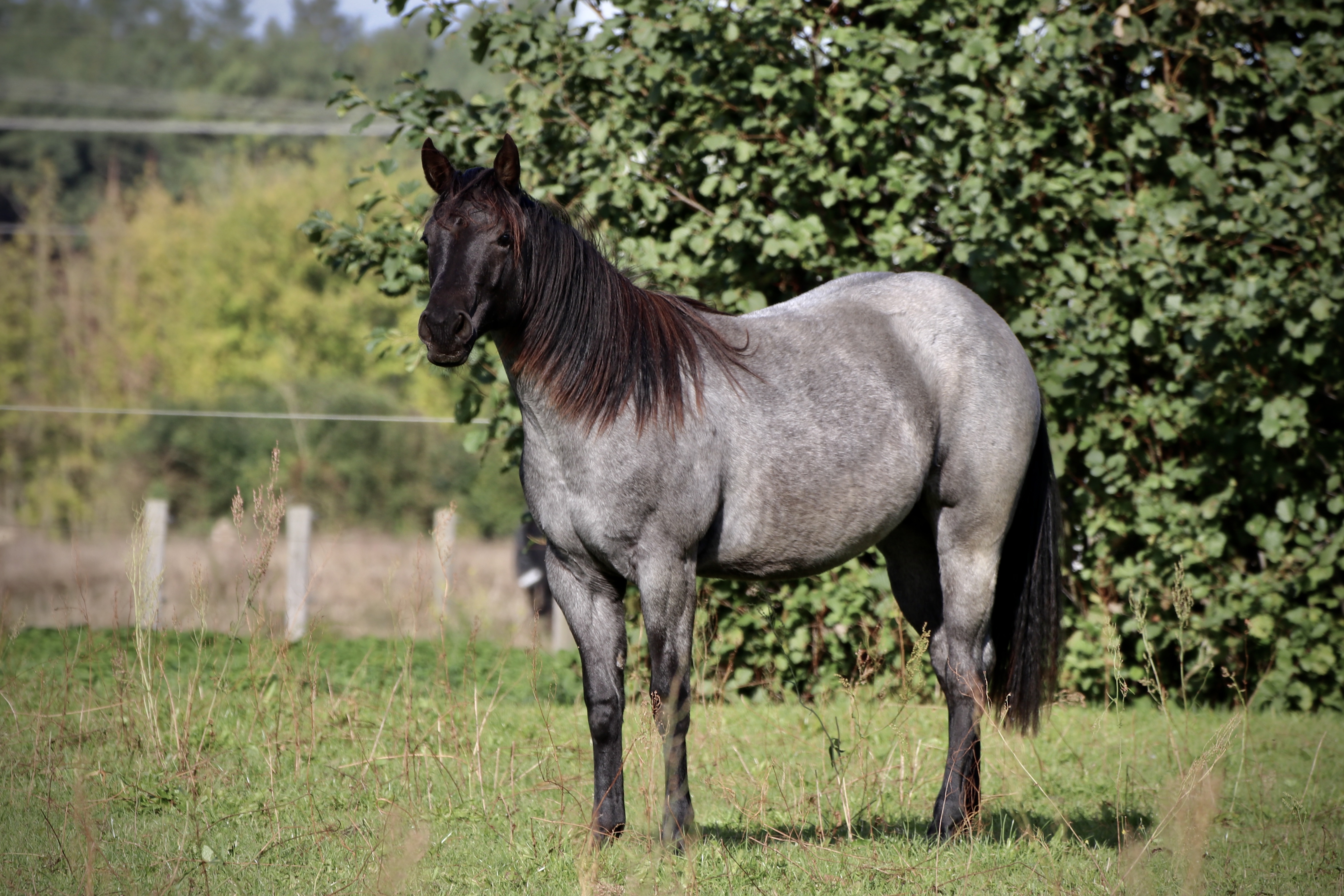 Offspring of Flamboyant Quixote