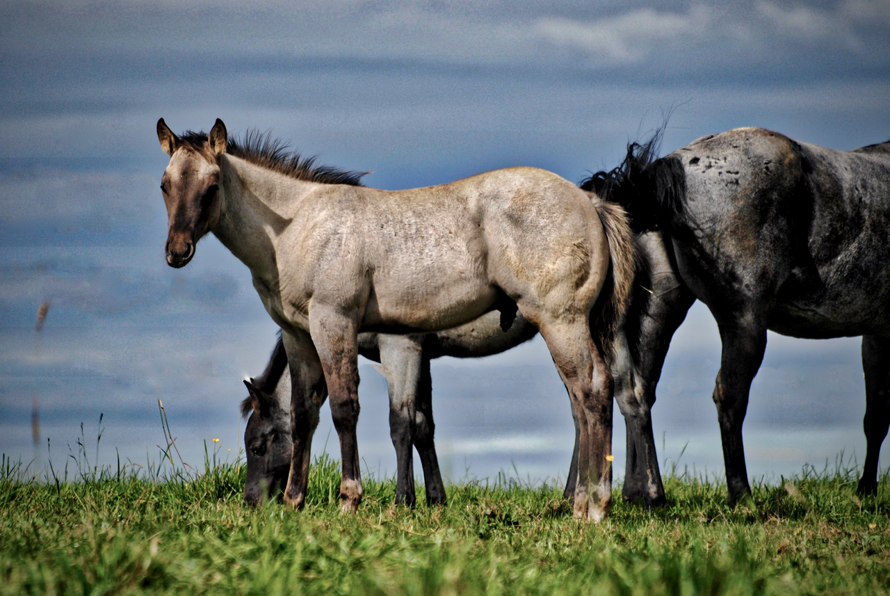 Offspring of Flamboyant Quixote