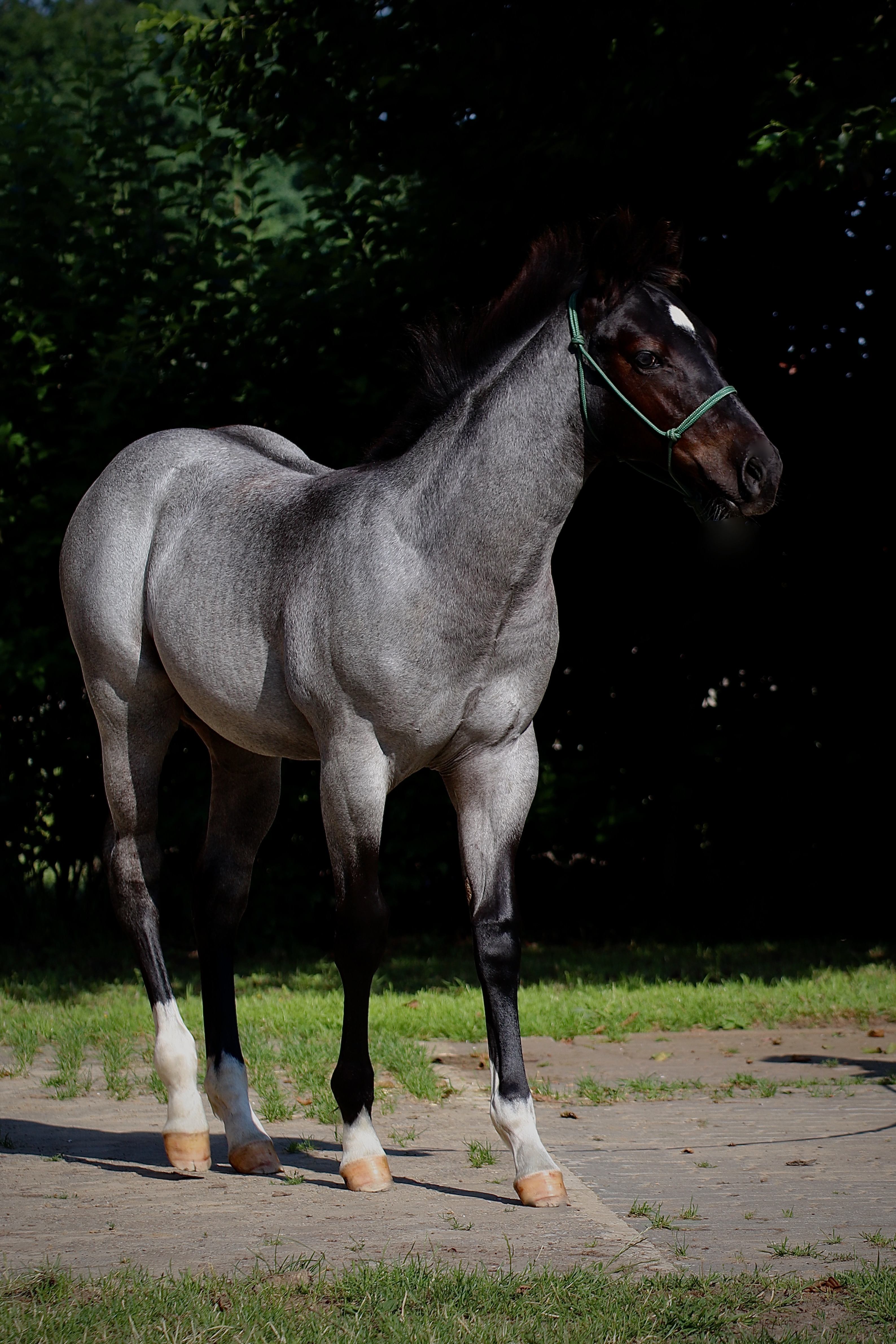 Offspring of MJM Saltys Blue Ezra