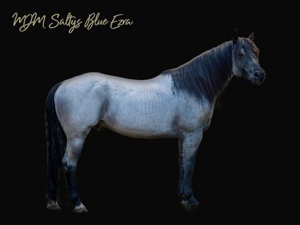 MJM Saltys Blue Ezra