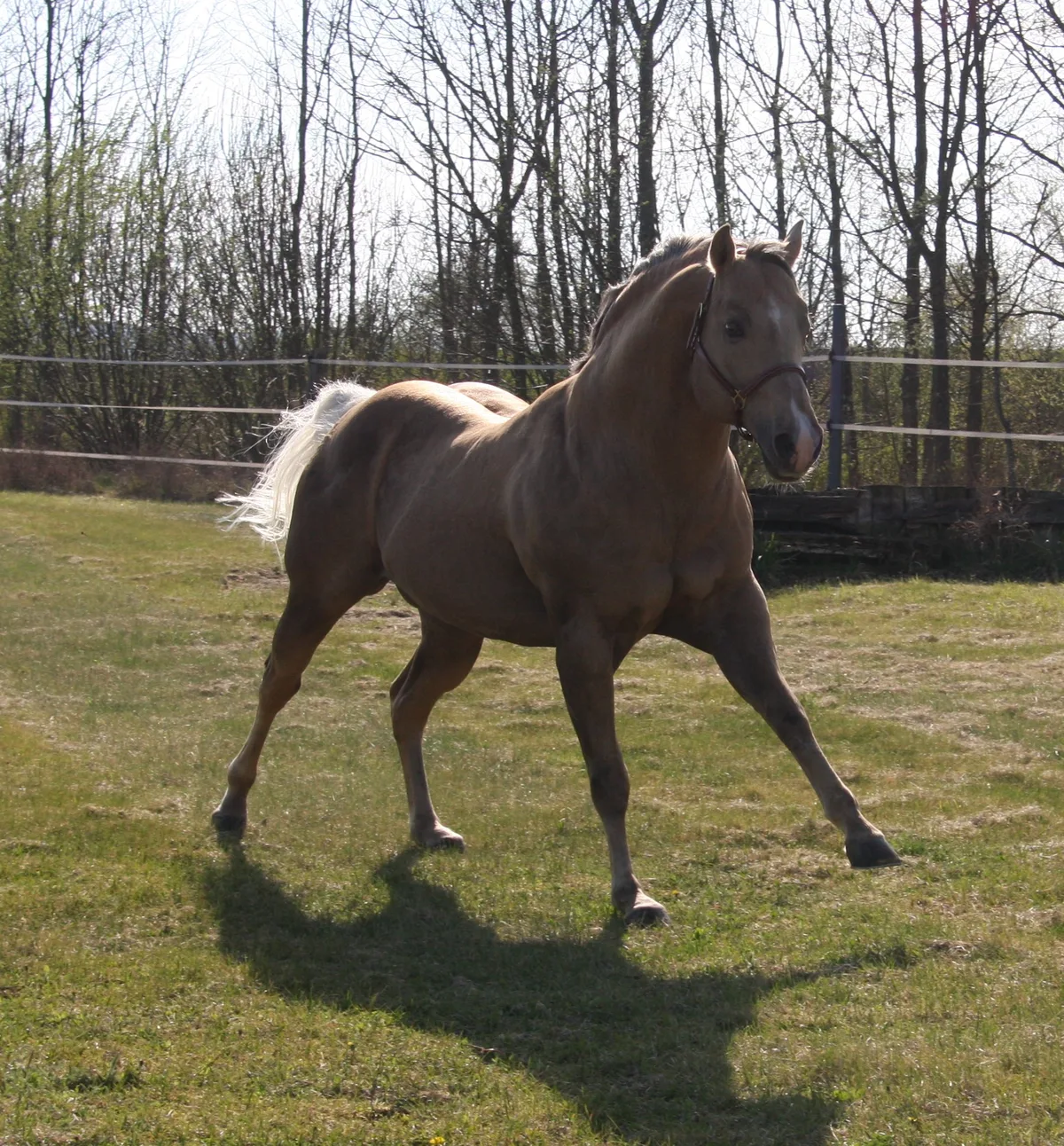 Magic Bo Snapper - Quarter Horse Deckhengst allround, pleasure, leisure