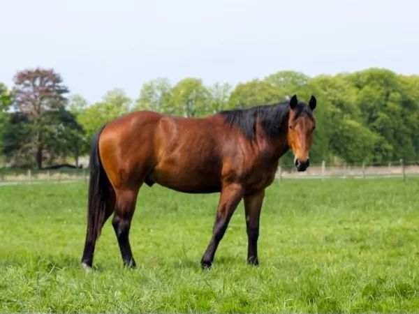 Iggy, bay Quarter Horse Stallion - dreamquarters.de