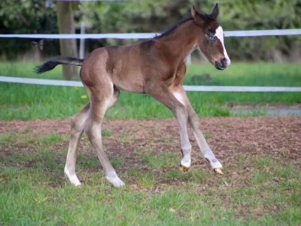 BE My Blue Ice, bay Quarter Horse Stallion - dreamquarters.de