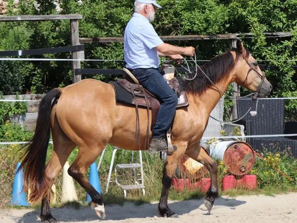 BEST CHIC MAXEN, Buckskin Quarter Horse Gelding — dreamquarters.de