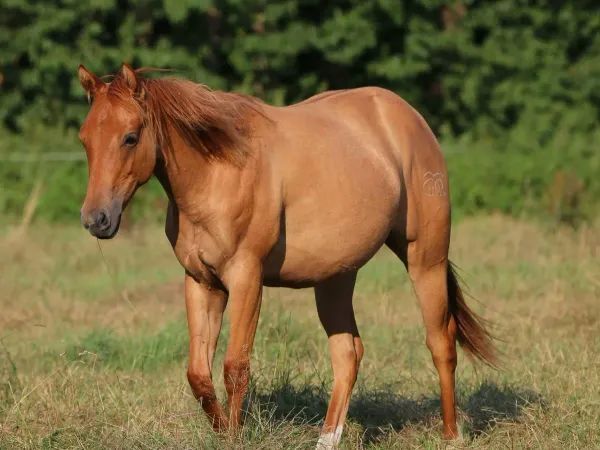 Red Smoking Whiz, Red Dun Quarter Horse Mare - dreamquarters.de