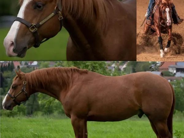 Justice, Sorrel Quarter Horse Stallion - dreamquarters.de
