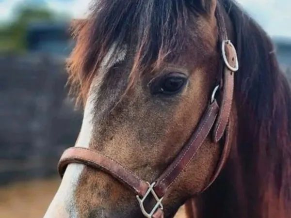 LIL SAILING ROSE, Buckskin Quarter Horse Mare - dreamquarters.de