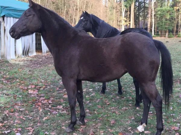 Nitas Sharp Lilly, Smoky Black Quarter Horse Mare - dreamquarters.de