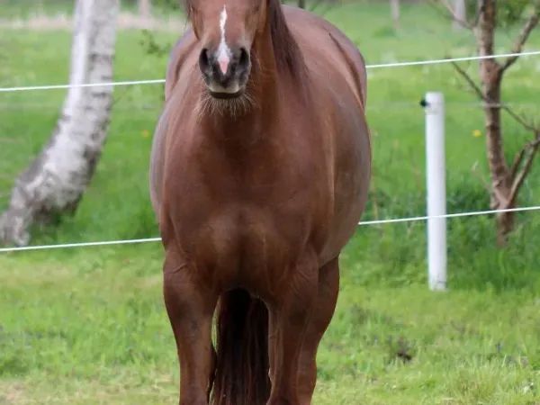Lilwhizwereguns, chestnut Quarter Horse Mare - dreamquarters.de