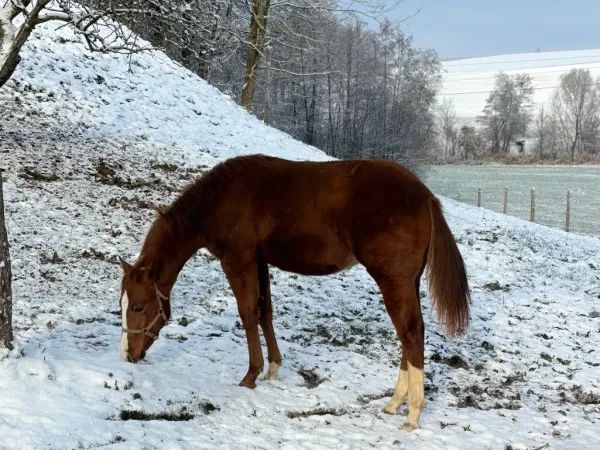 The Gentlemen, Sorrel Quarter Horse Stallion - dreamquarters.de