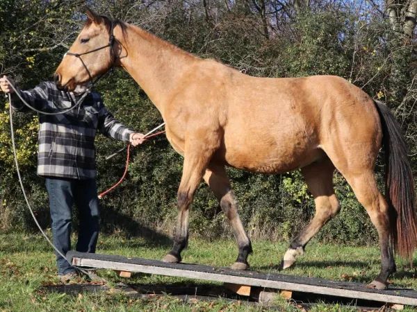 BEST CHIC MAXEN, Buckskin Quarter Horse Gelding - dreamquarters.de
