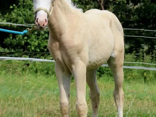 Miss Shine Were Guns, palomino Quarter Horse Mare — dreamquarters.de
