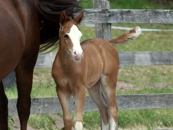 TGR Finest Little Gun, sorrel Quarter Horse Mare - dreamquarters.de