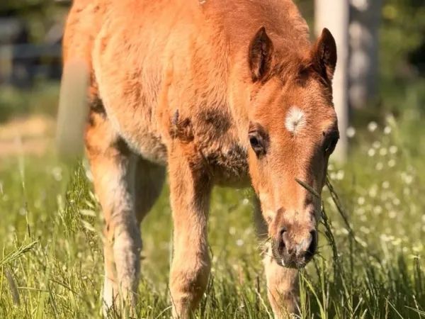 Donttrustthegundaddy, Chestnut  Quarter Horse Stallion - dreamquarters.de
