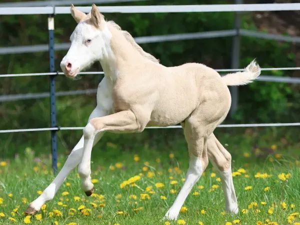 Bodie, Dunalino Splash Quarter Horse Stallion - dreamquarters.de