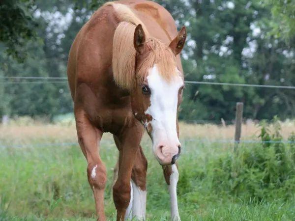Custom Splash, Sorrel Quarter Horse Mare — dreamquarters.de