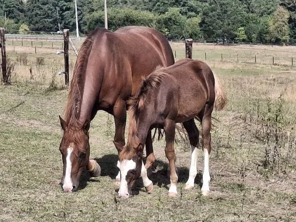 Foxy, Sorrel Paint Horse Mare — dreamquarters.de