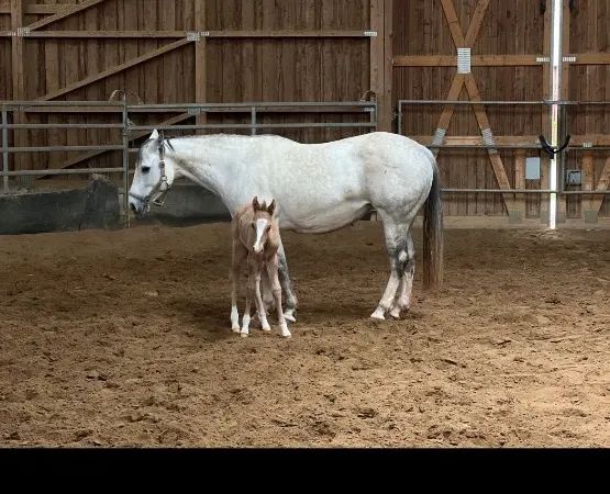 NW MISS GUNS WHITE , Grau Quarter Horse Broodmare - dreamquarters.de