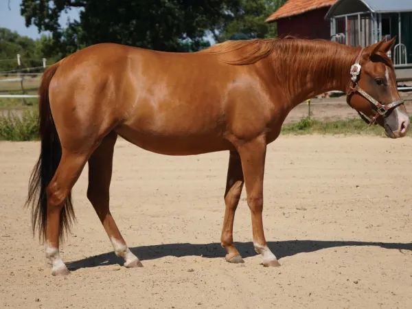 Bibi Blazing Melody, Sorrel Quarter Horse Mare — dreamquarters.de