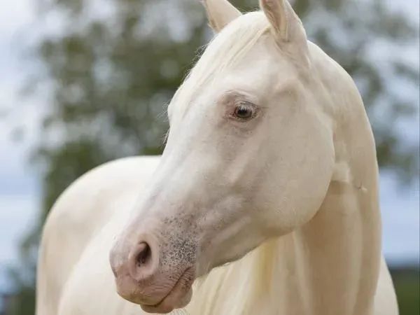 Silver Moonshine RR, Gold Champangne Quarter Horse Gelding - dreamquarters.de