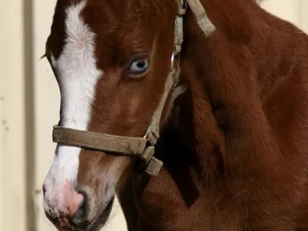 Colt 2026 by TRICKED OUT SPOOK x SMART SPOOK x CUSTOM CROME, SORREL-OVERO Quarter Horse Stallion - dreamquarters.de