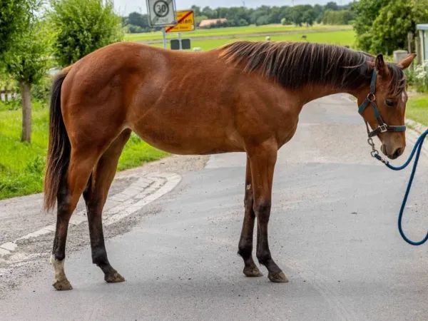 Found My Socktonite, bay Quarter Horse Mare - dreamquarters.de