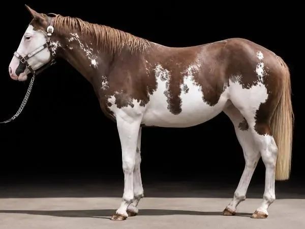 Rio Rima Boon, sorrel overo Paint Horse Mare — dreamquarters.de