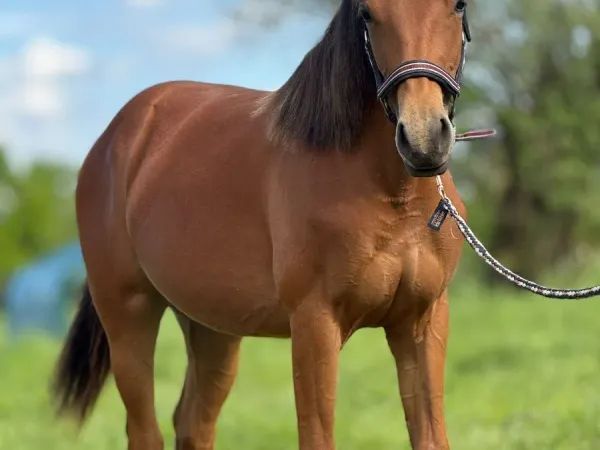MD Pretty Miss Dunit, bay Quarter Horse Mare - dreamquarters.de