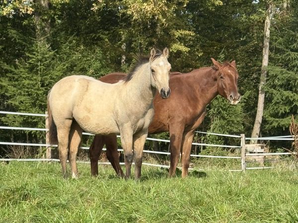 Surprise Mr Wayland, Buckskin Quarter Horse Stallion - dreamquarters.de