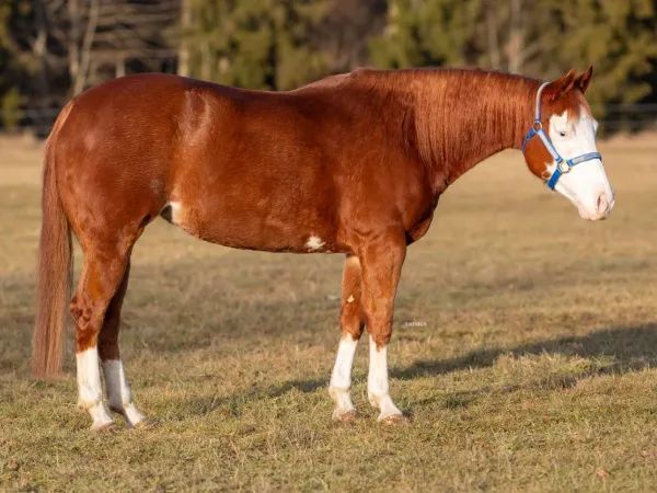 SHINE IN CROME, sorrel Quarter Horse Mare - dreamquarters.de