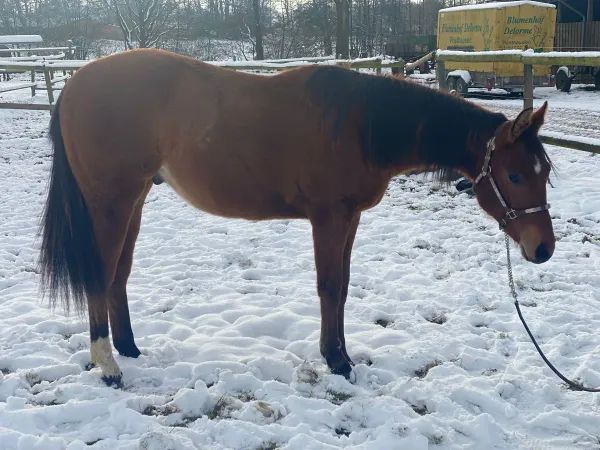 Kruzinonagreenline, bay Quarter Horse Gelding - dreamquarters.de
