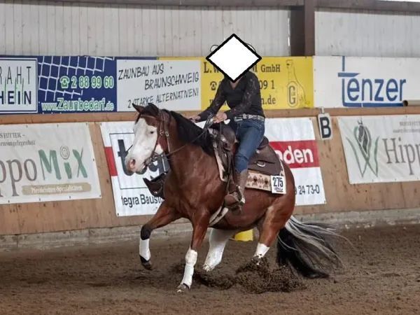 Gunnerbelle, bay splash Quarter Horse Mare - dreamquarters.de