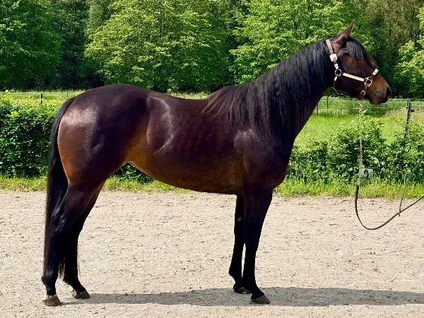 Zhivas Imotion, Brown Quarter Horse Mare - dreamquarters.de