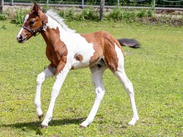 U Nite D Lopin Colors, bay tobiano Paint Horse Stallion - dreamquarters.de