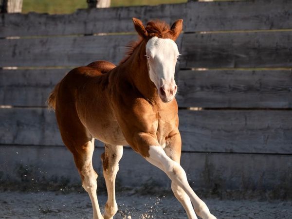 2025 splash filly
