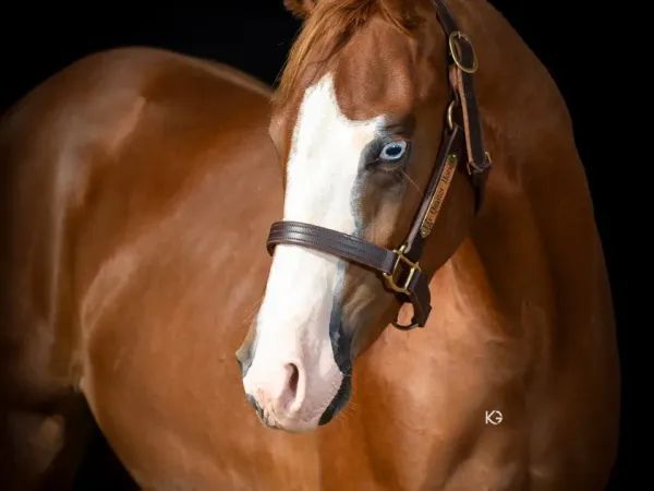 2YO REINING Prospect, Sorrel Quarter Horse Stallion - dreamquarters.de
