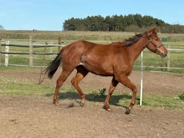Shez Smart Big Time, chestnut Quarter Horse Mare - dreamquarters.de