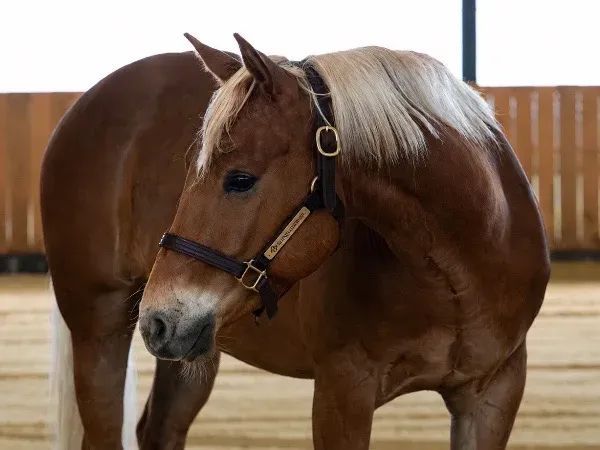 PT Shines Like Gold, Palomino  Quarter Horse Gelding - dreamquarters.de