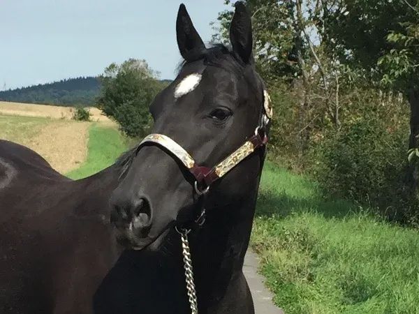 Easy Otie Moon , Black Quarter Horse Broodmare — dreamquarters.de