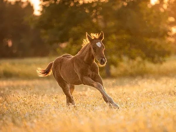 Oak N Whiz, Chesnut Quarter Horse Stallion - dreamquarters.de