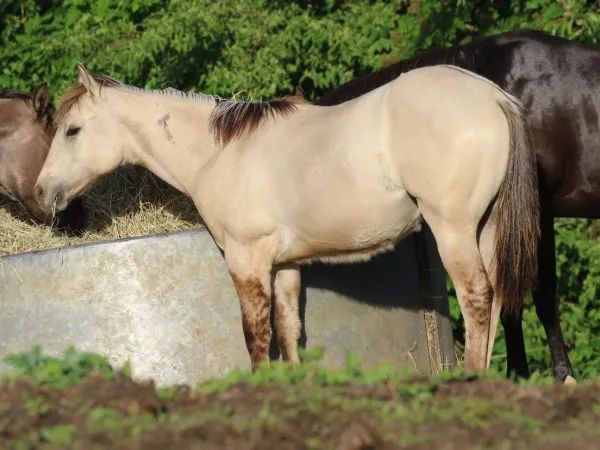 AHF Poco El Picaro, Buttermilch- Dun Quarter Horse Stallion - dreamquarters.de