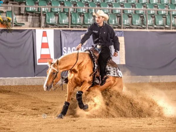 SL Hope You Shine, Palomino Quarter Horse Mare - dreamquarters.de