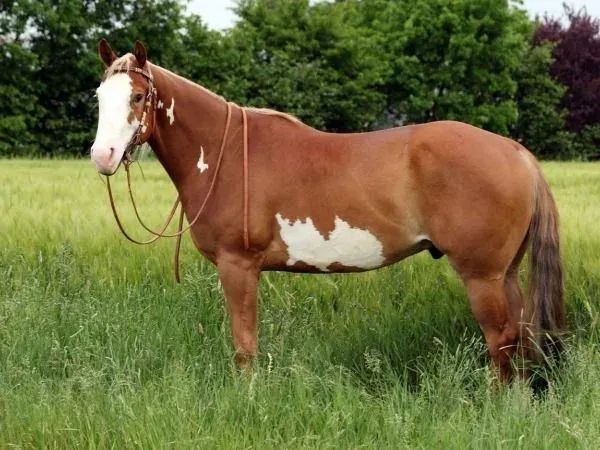 Diamond Good Impulse, sorrel overo Paint Horse Gelding - dreamquarters.de