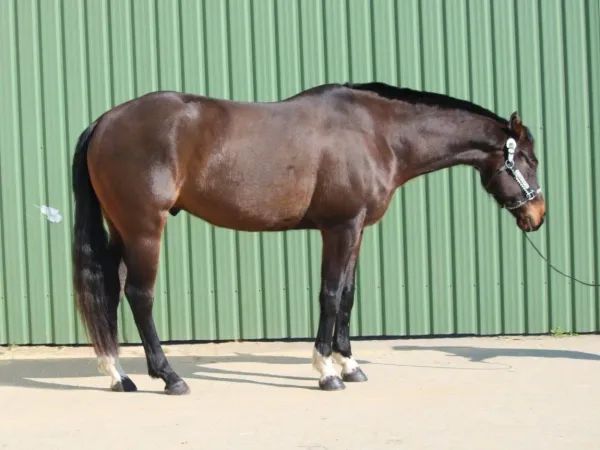 AM Ultimate Aint, bay Quarter Horse Gelding - dreamquarters.de