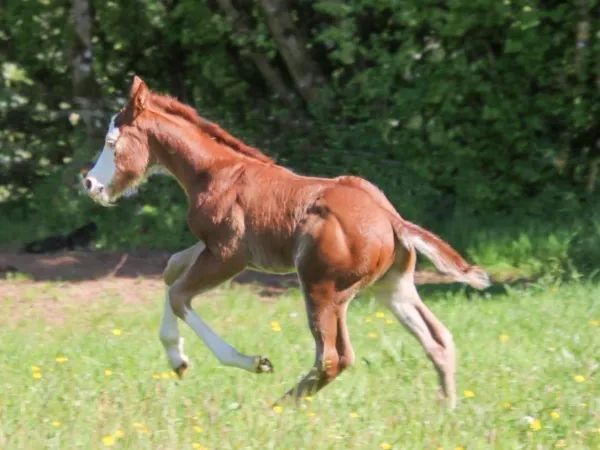 Knut, sorrel Quarter Horse Stallion - dreamquarters.de