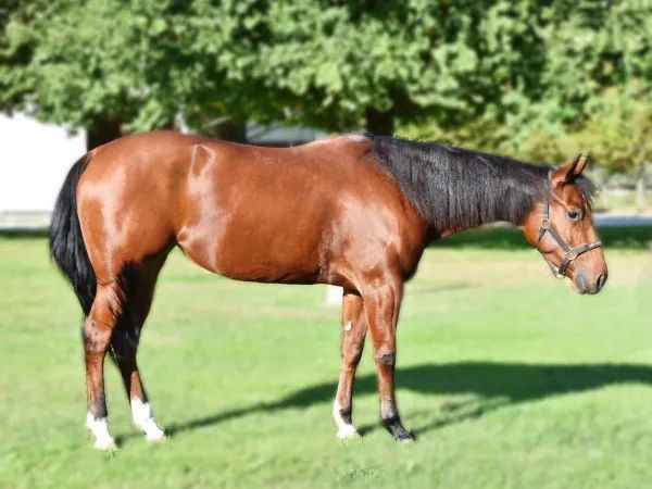 The Last Twistygun, Bay Quarter Horse Mare - dreamquarters.de